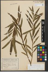 Foto von Salix purpurea L. x Salix viminalis L.